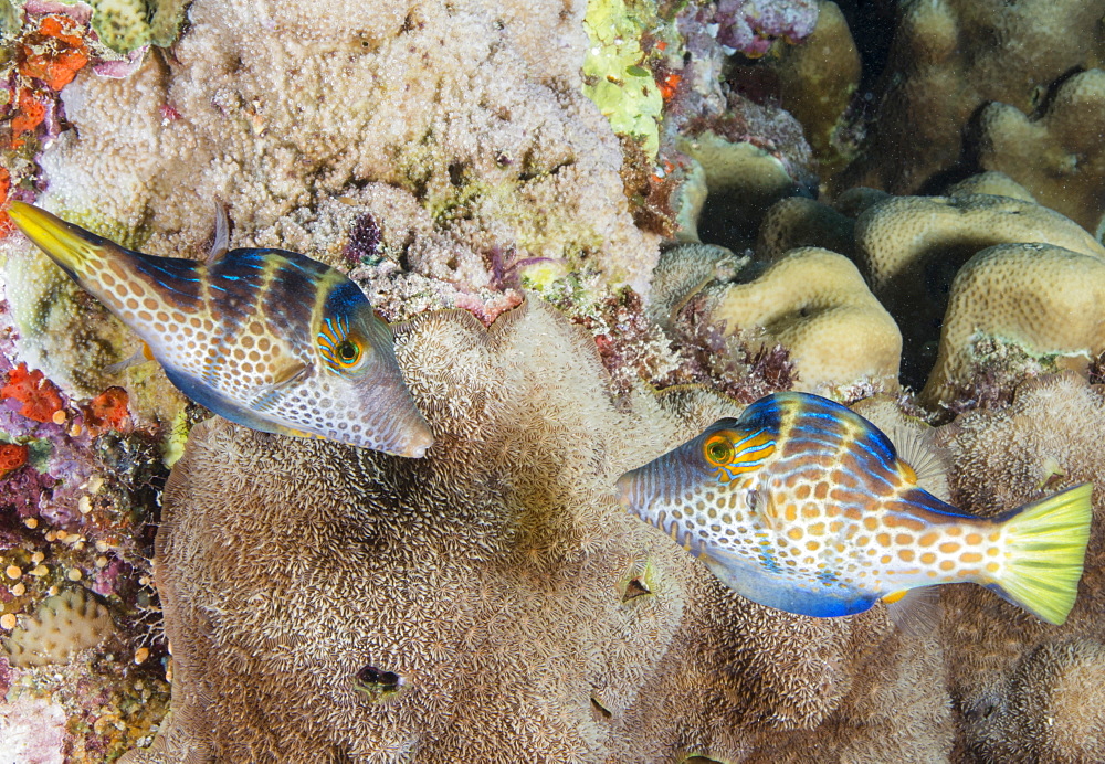 Mating display by pair of Wire-net filefish (Cantherhines paradalis), Queensland, Australia, Pacific