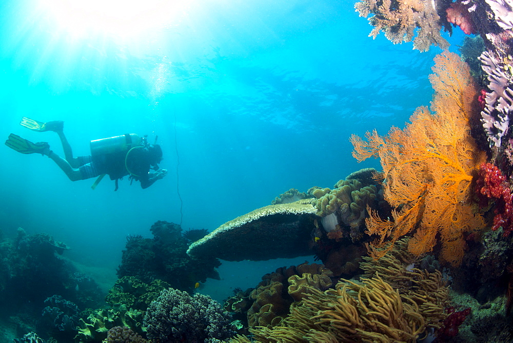 Scuba diver swimming with Gopro in coral landscape scenic at Thetford Reef on the Great Barrier Reef, UNESCO World Heritage Site, Cairns, Queensland, Australia, Pacific