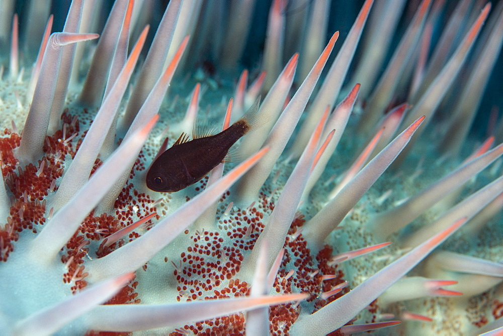 Small fish hides in the venomous spines of a crown of thorns starfish (Acanthaster planci), Cairns, Queensland, Australia, Pacific