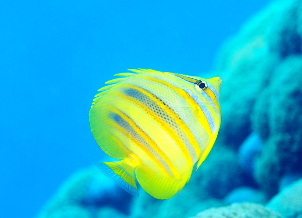 Rainford's Butterflyfish (Chaetodon rainfordi), Cairns, Queensland, Australia, Pacific