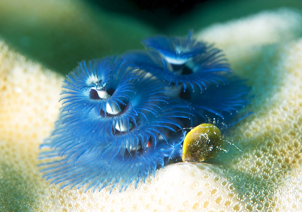 Blue Christmas tree worm (Spirobranchus giganteus), Cairns, Queensland, Australia, Pacific