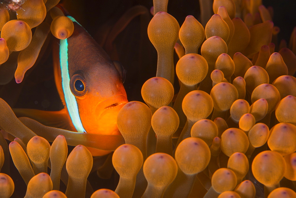 Dusky anenomefish (Amphiprion melanomas) dominant female, lives in symbiotic association with its host anemone, Matangi Island, Vanua Levu, Fiji, Pacific