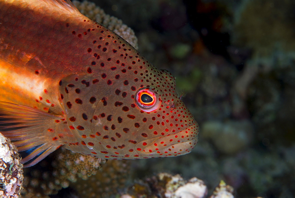 Freckled hawkfish (Paracirrhites forsteri) a reef fish that feeds on small fish and shrimps, Matangi Island, Vanua Levu, Fiji, Pacific