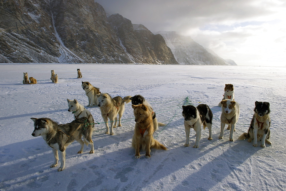 Greenlandic husky dog team staked to the ice near the floe edge in midnight sun, Greenland, Denmark, Polar Regions