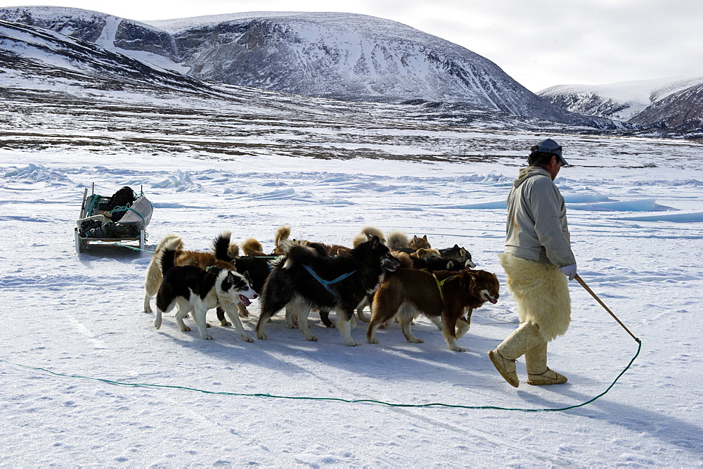 Inuit hunter walking his dog team on the sea ice, Greenland, Denmark, Polar Regions