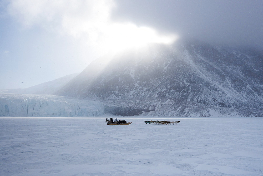 Inuit hunter and his dog team travelling on the sea ice, Greenland, Denmark, Polar Regions