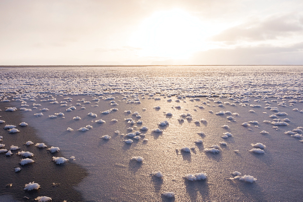 Frost flowers formed on thin sea ice when the atmosphere is much colder than the underlying ice, Greenland, Denmark, Polar Regions