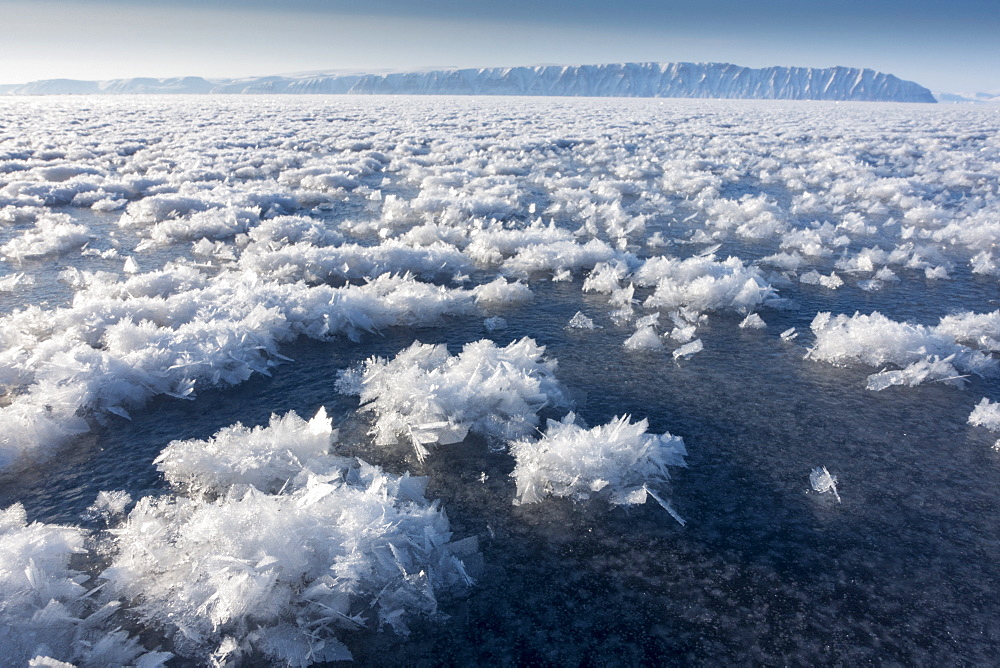 Frost flowers formed on thin sea ice when the atmosphere is much colder than the underlying ice, Greenland, Denmark, Polar Regions