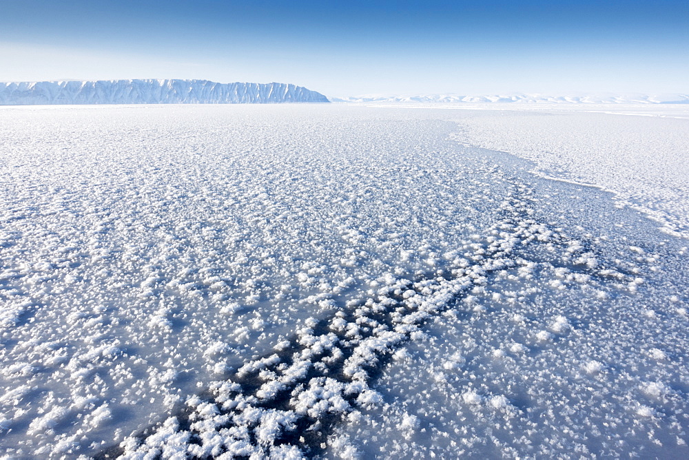 Frost flowers formed on thin sea ice when the atmosphere is much colder than the underlying ice, Greenland, Denmark, Polar Regions