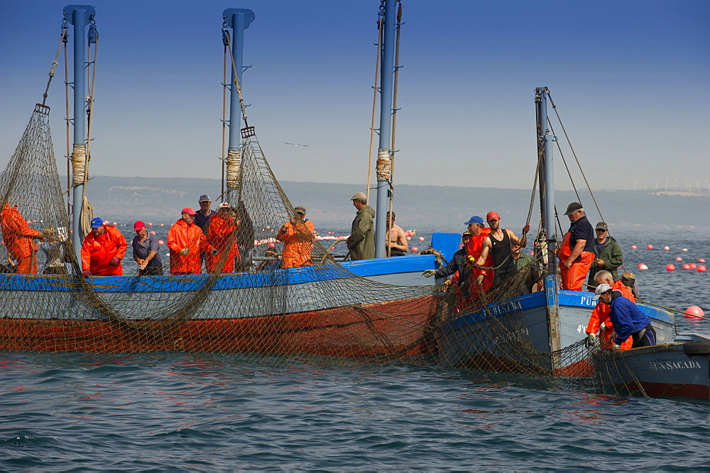 Almadraba Atlantic bluefin tuna fishery consists of a maze of nets, the final net (copo) is winched to the surface by hand, Andalucia, Spain, Europe