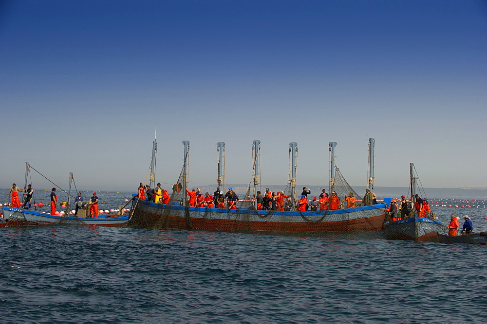 Almadraba Atlantic bluefin tuna fishery consists of a maze of nets, the final net (copo) is winched to the surface by hand, Andalucia, Spain, Europe