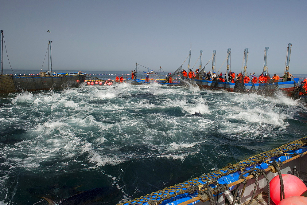 Almadraba Atlantic bluefin tuna fishery is a maze of nets from which the tuna cannot escape as they always swim east to spawn, Andalucia, Spain, Europe