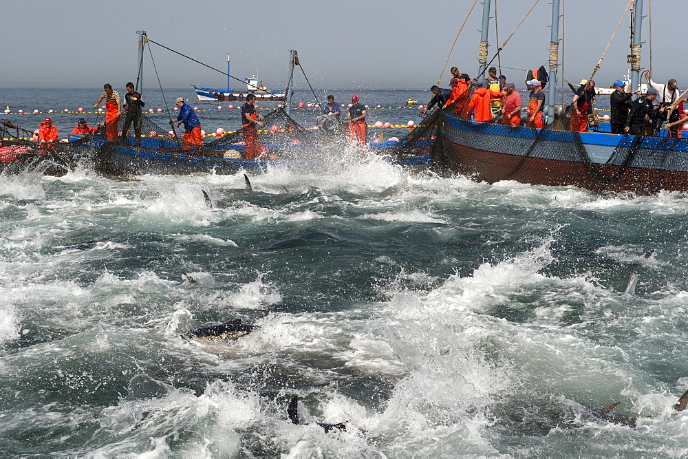 Almadraba Atlantic bluefin tuna fishery is a maze of nets from which the tuna cannot escape as they always swim east to spawn, Andalucia, Spain, Europe