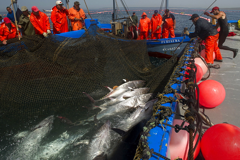 Almadraba Atlantic bluefin tuna fishery is a maze of nets from which the tuna cannot escape as they always swim east to spawn, Andalucia, Spain, Europe