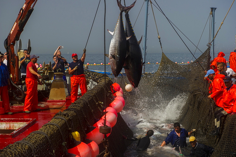 Atlantic Bluefin tuna caught by the Almadraba maze net system, fish are lifted via ropes on their tail fins and placed on ice, Andalucia, Spain, Europe