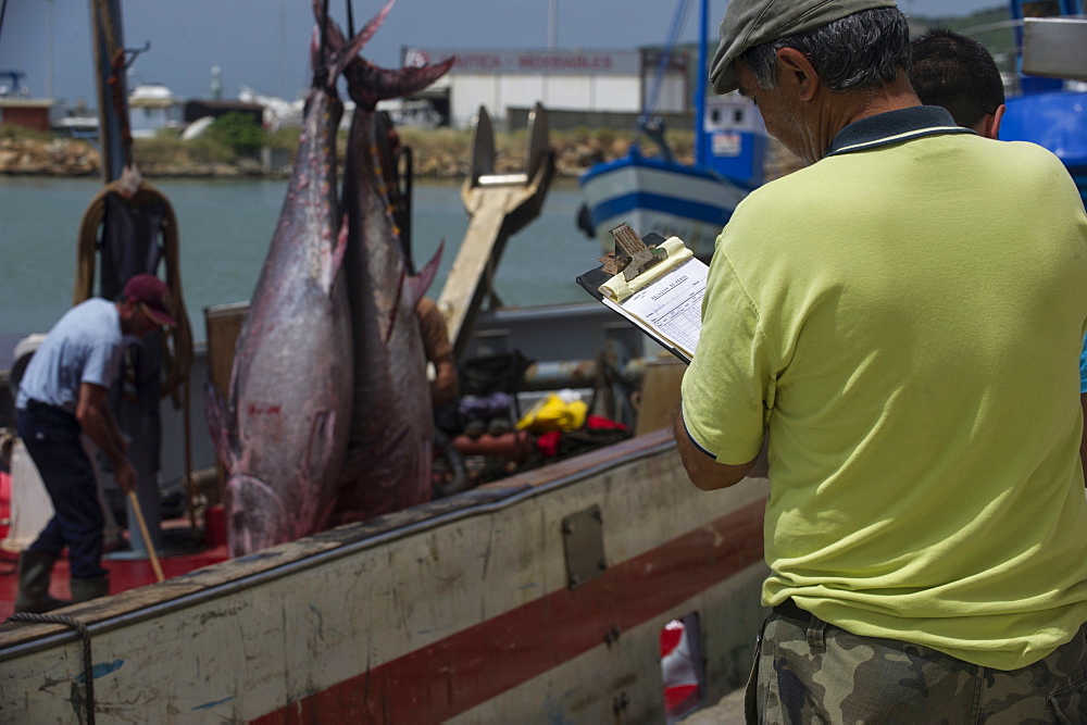 Almadraba fishery of migrating Atlantic Bluefin tuna (Thunnus thynnus) which has a strict quota system for its catch, Andalucia, Spain, Europe