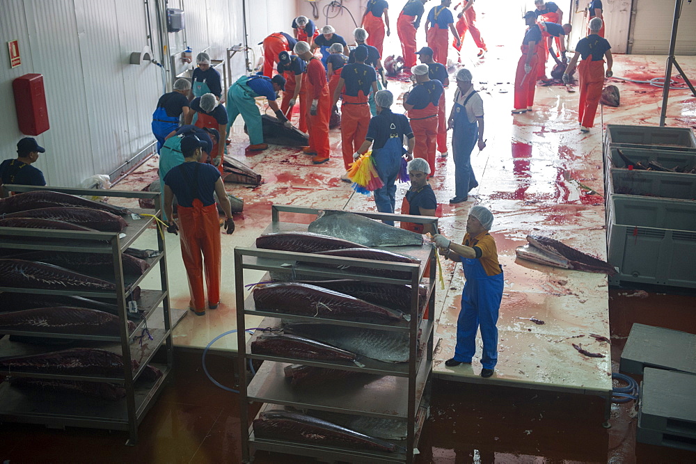 Atlantic Bluefin tuna (Thunnus thynnus) being prepared for blast freezing to minus 60C, Barbate, Andalucia, Spain, Europe