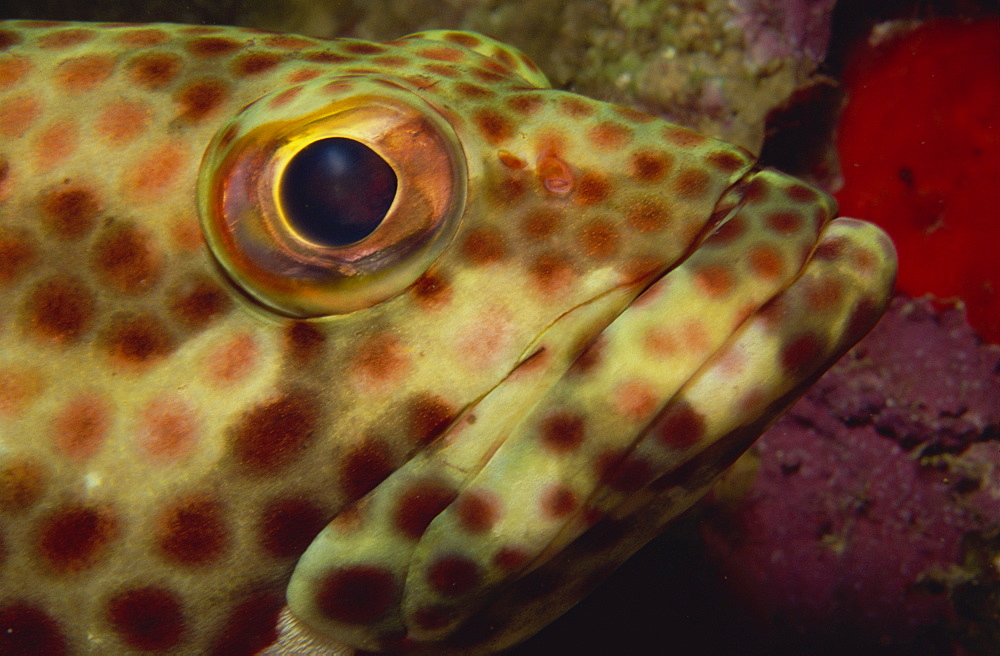 Close-up of rock hind (Epinephelus adscensionis), Sabah, Malaysia, Borneo, Southeast Asia, Asia