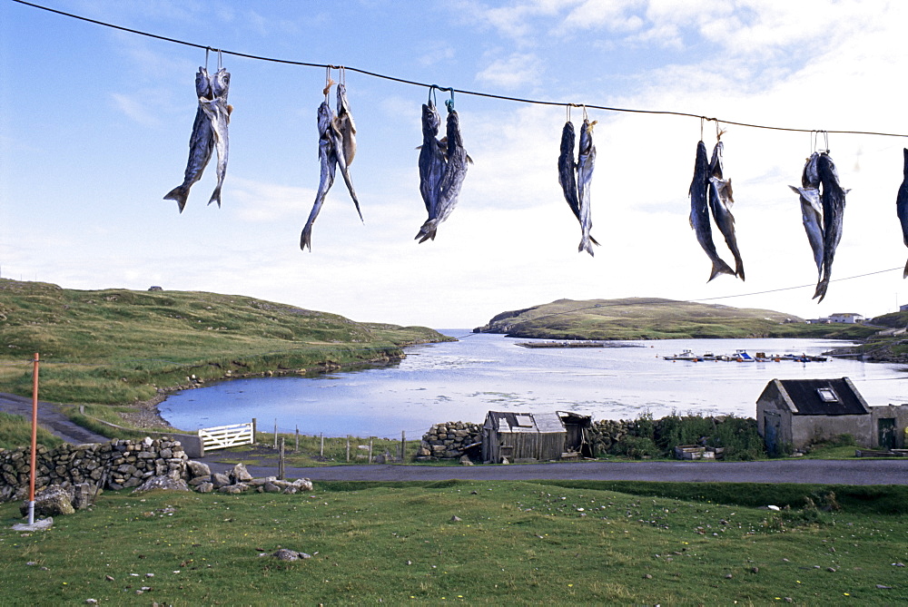 Fish drying, Skerries, Shetlands, Scotland, United Kingdom, Europe