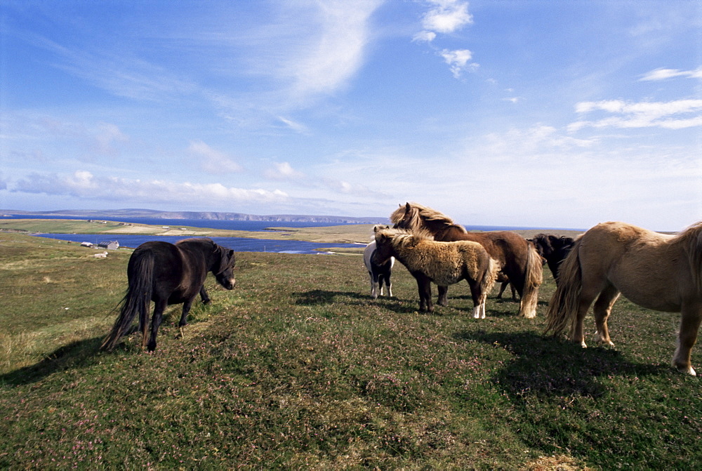 Groups of Shetland ponies graze the moors of Yell, Shetlands, Scotland, United Kingdom, Europe