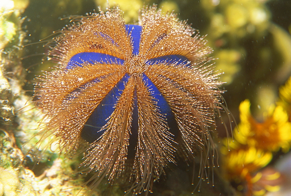 Sea urchin, Sabah, Malaysia, Borneo, Southeast Asia, Asia