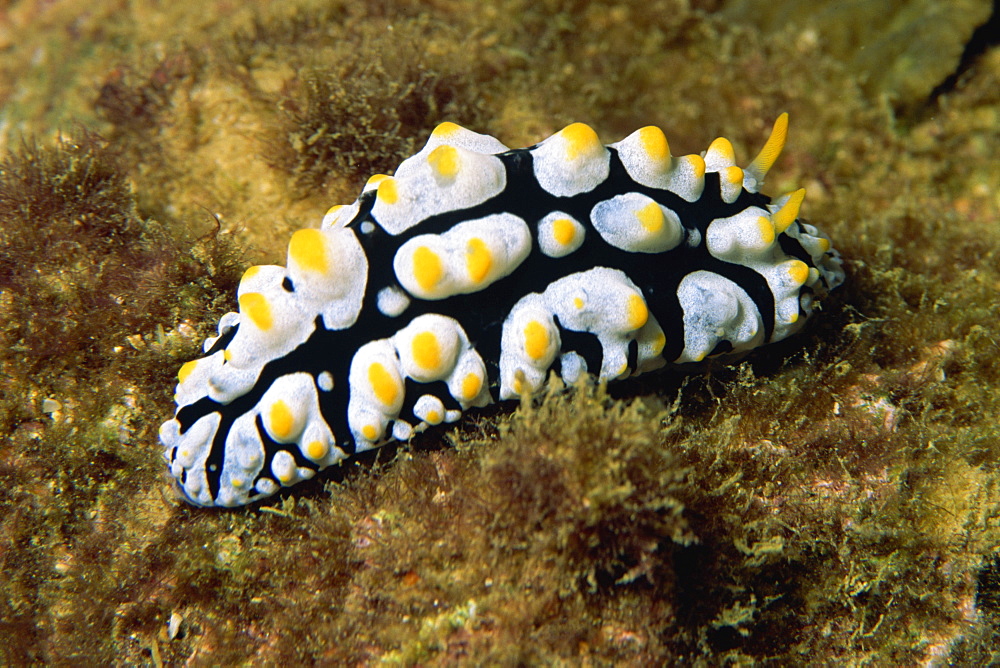 Phylldiana (Phyllidia), a type of nudibranch, Sabah, Malaysia, Borneo, Southeast Asia, Asia