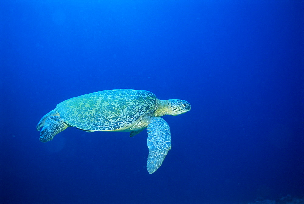 Green Turtle swimming, Chelonia mydas, underwater off Sabah, Malaysia, Asia 