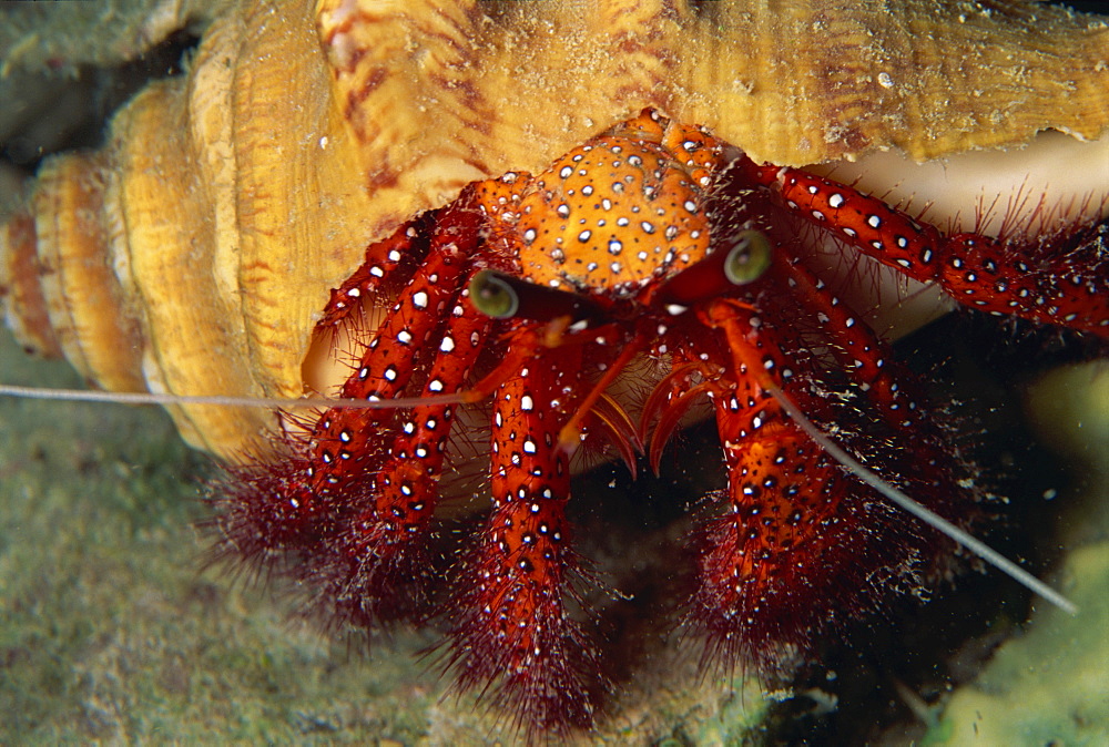 Hermit crab, Sabah, Malaysia, Borneo, Southeast Asia, Asia