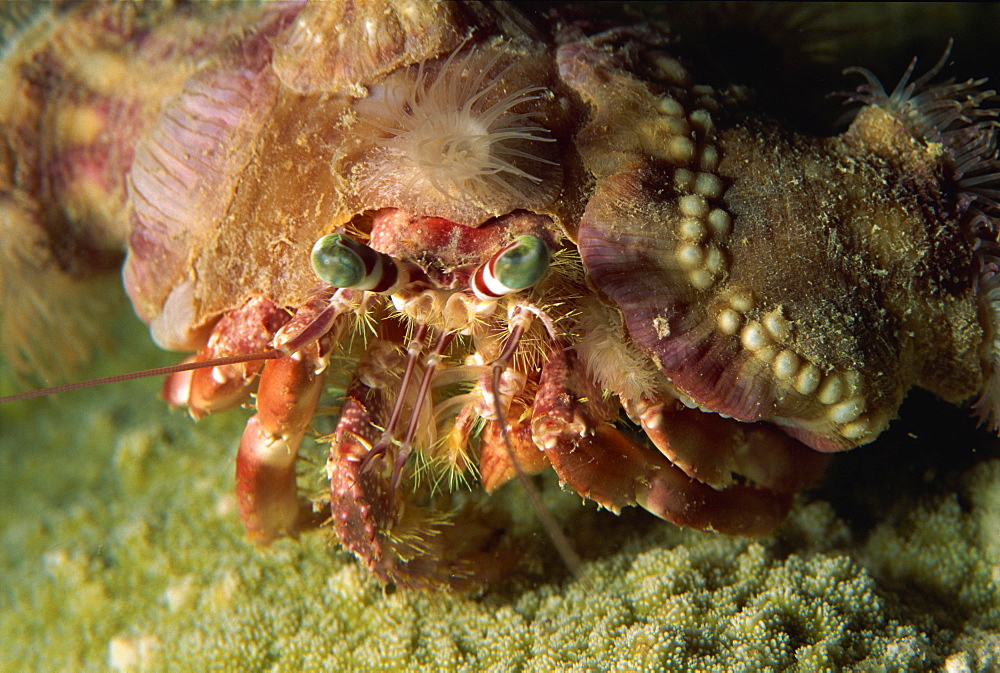 A decorator crab camouflages himself by attaching living sponges and anemones, Sabah, Borneo, Malaysia, Southeast Asia, Asia