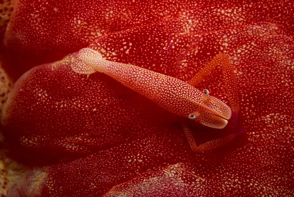 Shrimp living on the skin of a spanish dancer nudibranch, Sabah, Malaysia, Borneo, Southeast Asia, Asia