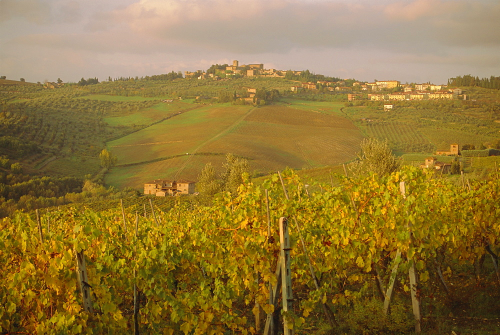 Vineyard, Tuscany, Italy, Europe