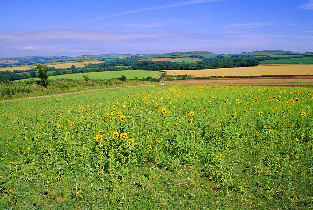 Countryside near Abbotsbury, Dorset, England, UK