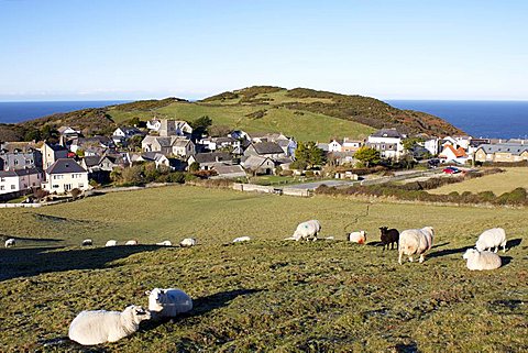 Grazing sheep, Mortehoe, Devon, England, United Kingdom, Europe