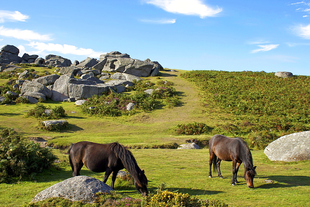 Dartmoor ponies, Bonehill Rocks, Dartmoor National Park, Devon, England, United Kingdom, Europe