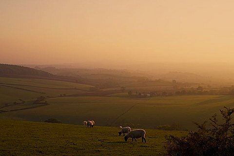 Sheep at sunset, near Sidmouth, Devon, England, United Kingdom, Europe