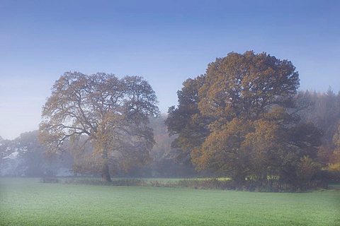 Misty trees, Exe Valley, Devon, England, United Kingdom, Europe