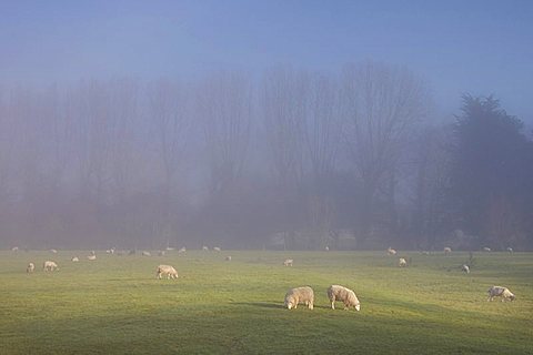 Misty trees, and sheep,  Exe Valley, Devon, England, United Kingdom, Europe