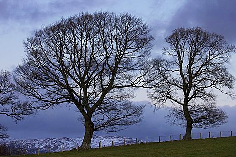 Trees near Crieff, Perthshire, Scotland, United Kingdom, Europe