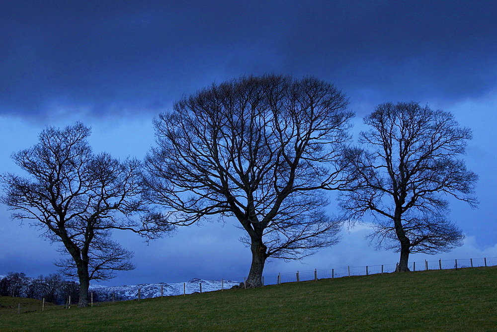 Trees near Crieff, Perthshire, Scotland, United Kingdom, Europe