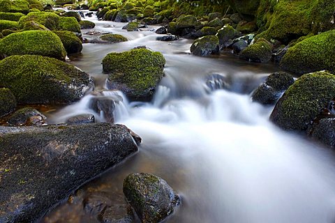 River Teign, Dartmoor National Park, Devon, England, United Kingdom, Europe