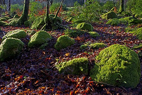 Mossy boulders, Dartmoor National Park, Devon, England, United Kingdom, Europe