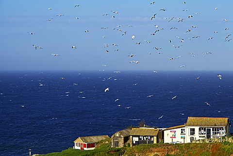 Lizard Point, The Lizard, Cornwall, England, United Kingdom, Europe