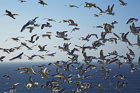 Herring gulls, England, United Kingdom, Europe