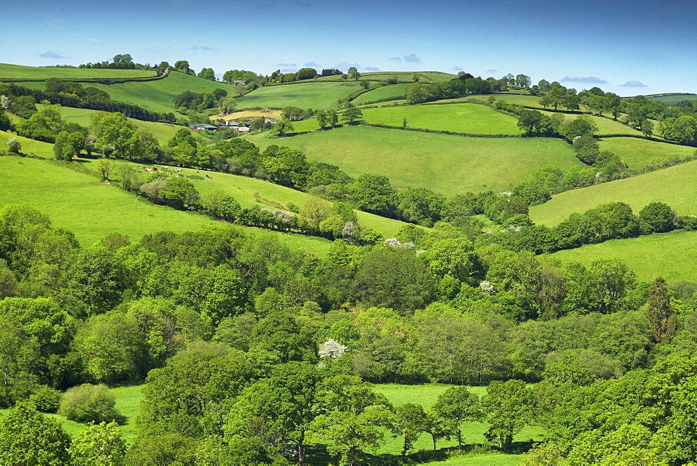 Fields near Cadleigh, Mid Devon, Devon, England, United Kingdom, Europe