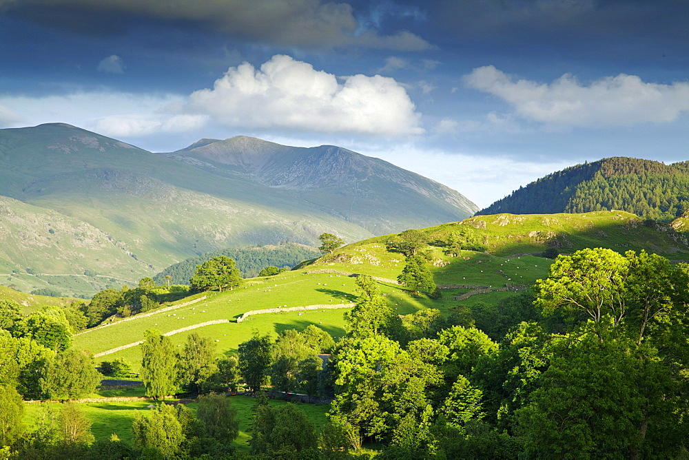 Matterdale Common, near Dale Bottom, Lake District National Park, Cumbria, England, United Kingdom, Europe