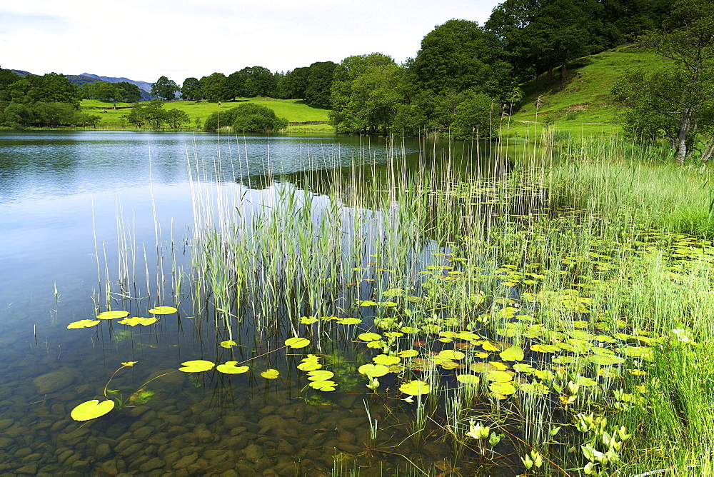 Loughrigg Tarn, Lake District National Park, Cumbria, England, United Kingdom, Europe