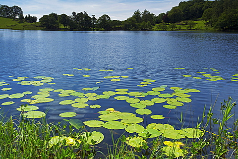 Loughrigg Tarn, Lake District National Park, Cumbria, England, United Kingdom, Europe