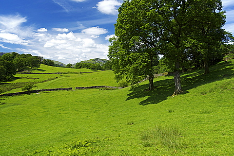 Loughrigg Fell, Lake District National Park, Cumbria, England, United Kingdom, Europe