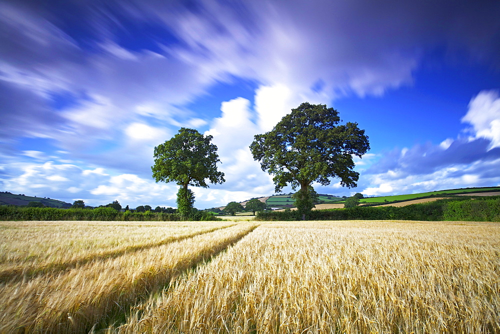 Cornfields, Exe Valley, Devon, England, United Kingdom, Europe