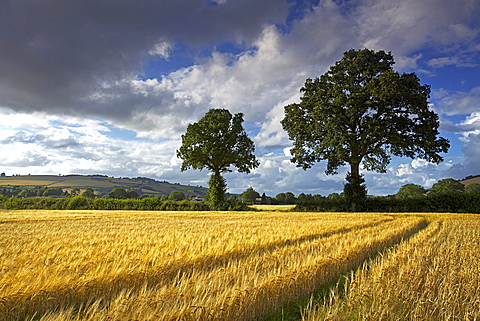 Cornfields, Exe Valley, Devon, England, United Kingdom, Europe